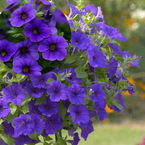 Petunia atkinsiana 'SURFINIA Violet' - Petuunia 'SURFINIA Violet' 